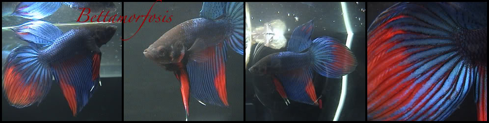 Les presento a mis bettas DSC02345-1