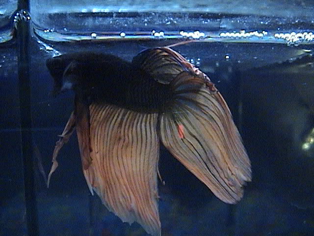 Les presento a mis bettas 040