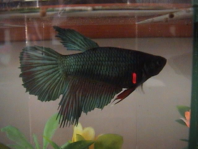 Les presento a mis bettas DSC00457