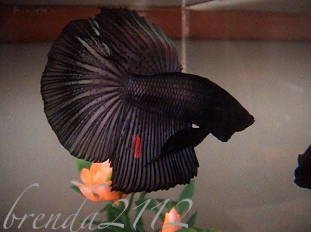 Les presento a mis bettas DSC00466