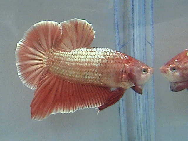 Les presento a mis bettas DSC01888