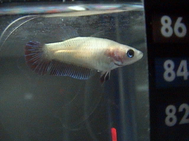 Les presento a mis bettas DSC02138