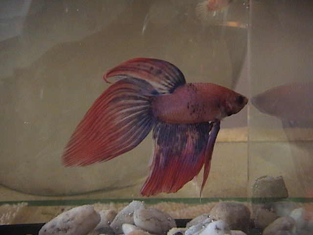 Les presento a mis bettas DSC02218