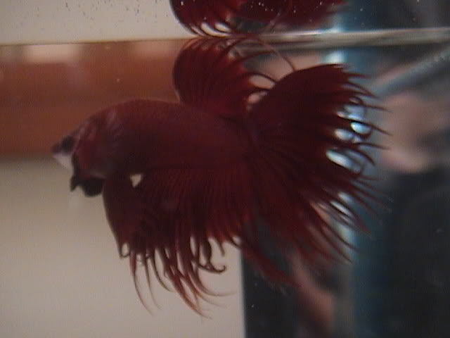 Les presento a mis bettas DSC02221