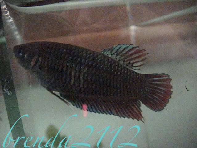 Les presento a mis bettas Imagen052-1