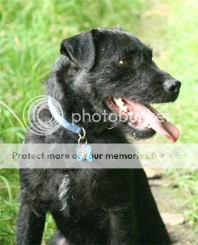 Patterdales Patterdaleterrier_wylie