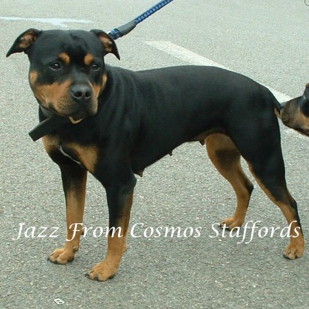 black and tan staffy puppies