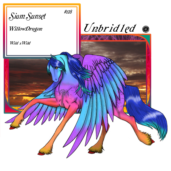 WillowDragon\'s {Moon Shine Herd} SiamSunset