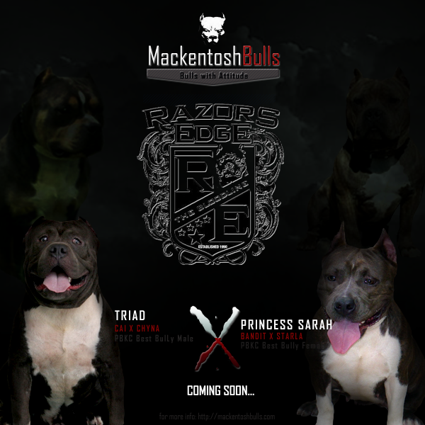 Mackentosh Foundation 100% RE FEMALE MACKENTOSHBULLSFINAL