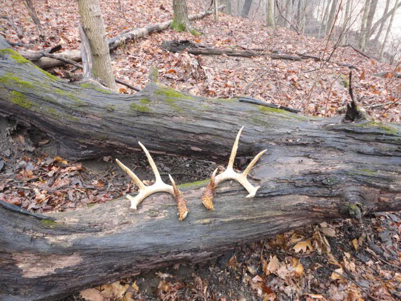 First Sheds of 2012 DSC00080