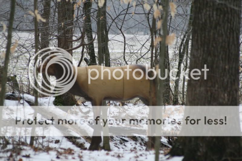 ELK For Sale IMG_1192