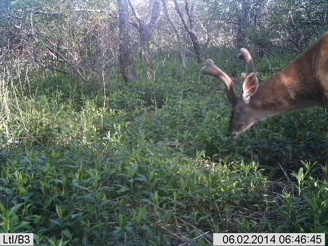 Velveted Monster At The Salt Block (Little Acorn MMS) PIC_zpsb2c60324