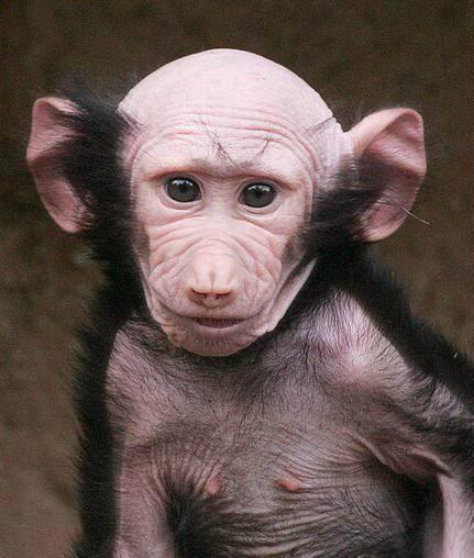 Bald Monkey, ....................... Baldmonkey4