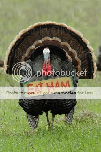 Wild Turkey Attacks, Traps Sheriff's Deputy in Own Cruiser Eat-ham