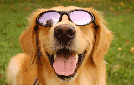 CONCOURS PHOTO : Vive le Soleil !! DogSunglasses