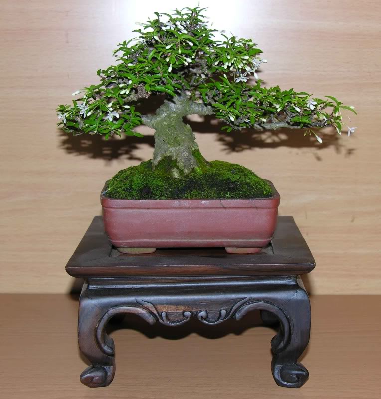 Wrightia Mini Bonsai Wrightia-1