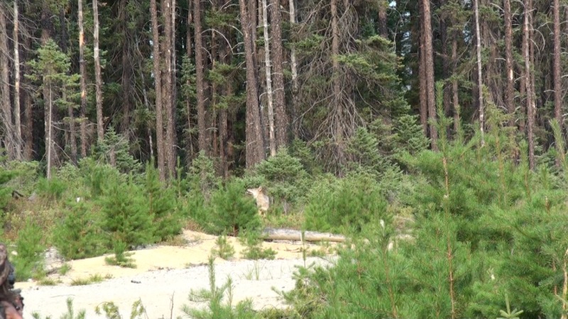 Rencontre avec un loup, un orignal et beaucoup de bleuets... Still1