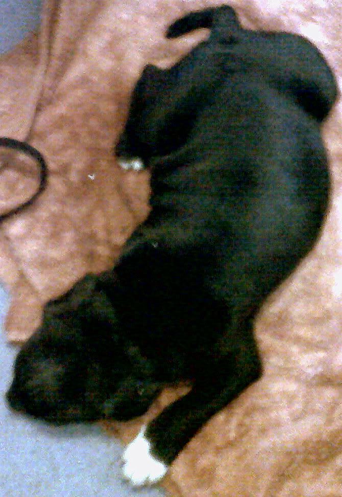 Shadow asleep ( Pic heavey ) Shadow8Weeksold