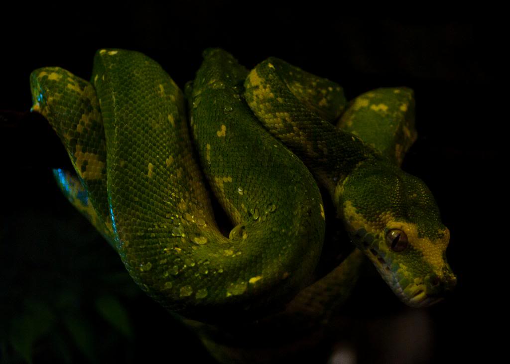 Some shots from reptile haven:) DSC_0563