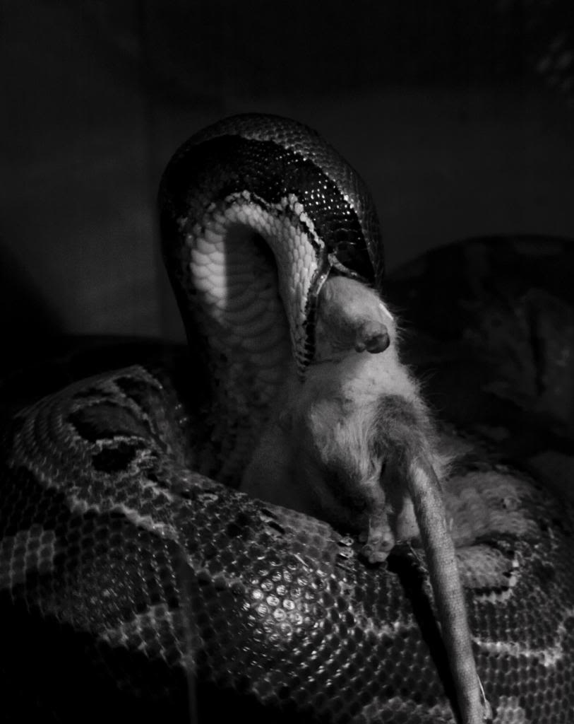 Some shots from reptile haven:) DSC_0619