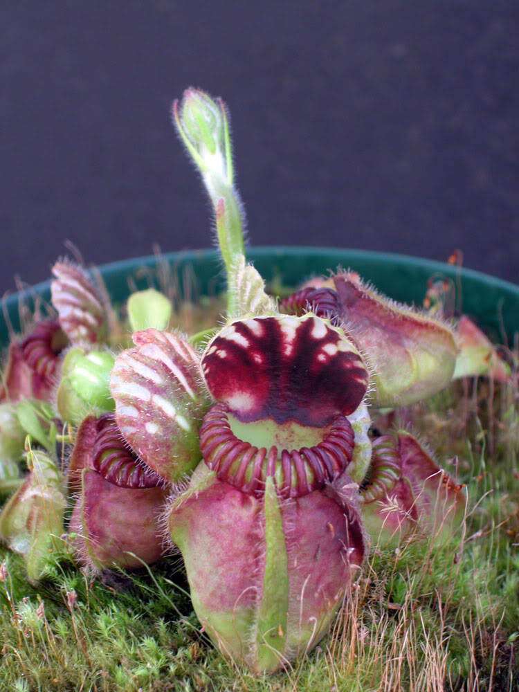 Cephalotus follicularis CFBLOOM