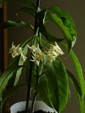 Hoya multiflora - Pagina 7 Th_multifloraiulie09