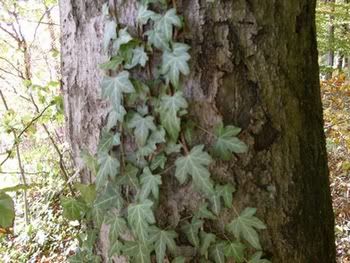 Efeu(Hedera Helix) Efeu