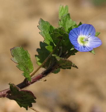 Ehrenpreis(Veronica officinalis) Mz00186-Persischer-Ehrenpreis