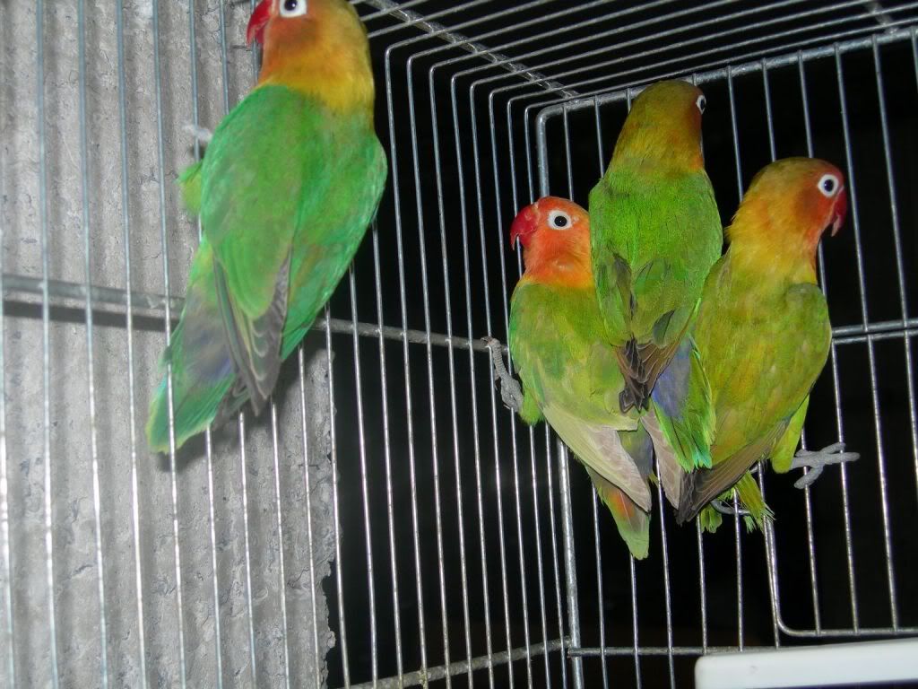 os presento a mis posibles nuevos pajaros DSCN179850