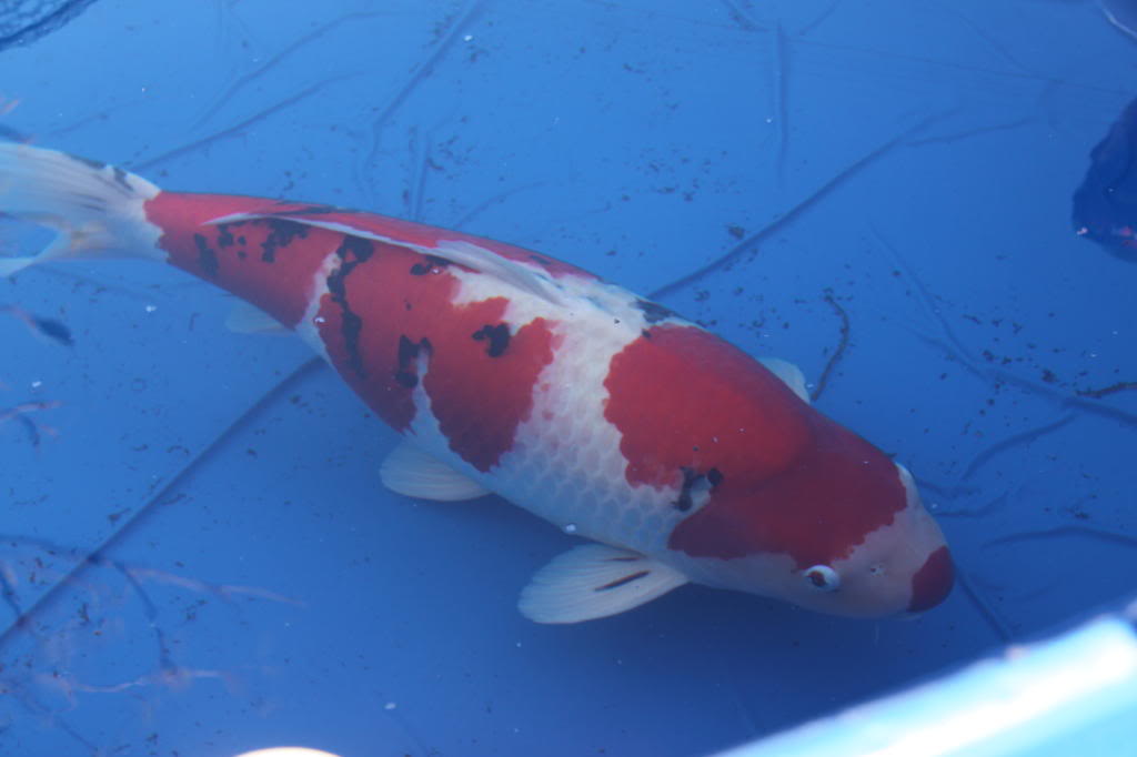 show - KZN National Koi Show 2009 KZN_SHW_2009078_3_1