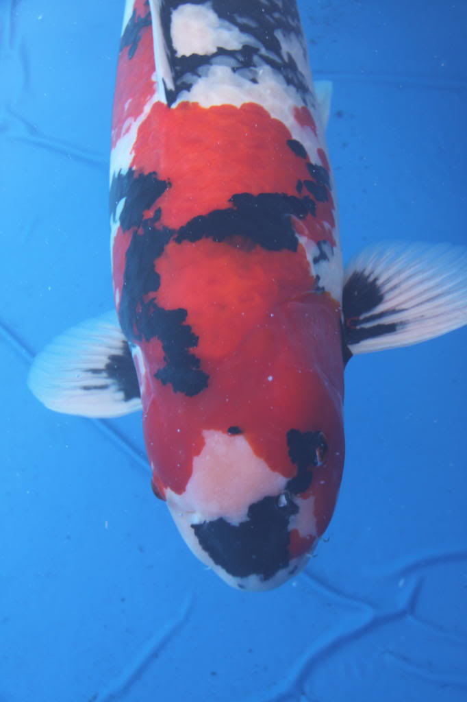 show - KZN National Koi Show 2009 KZN_SHW_2009157_3_1