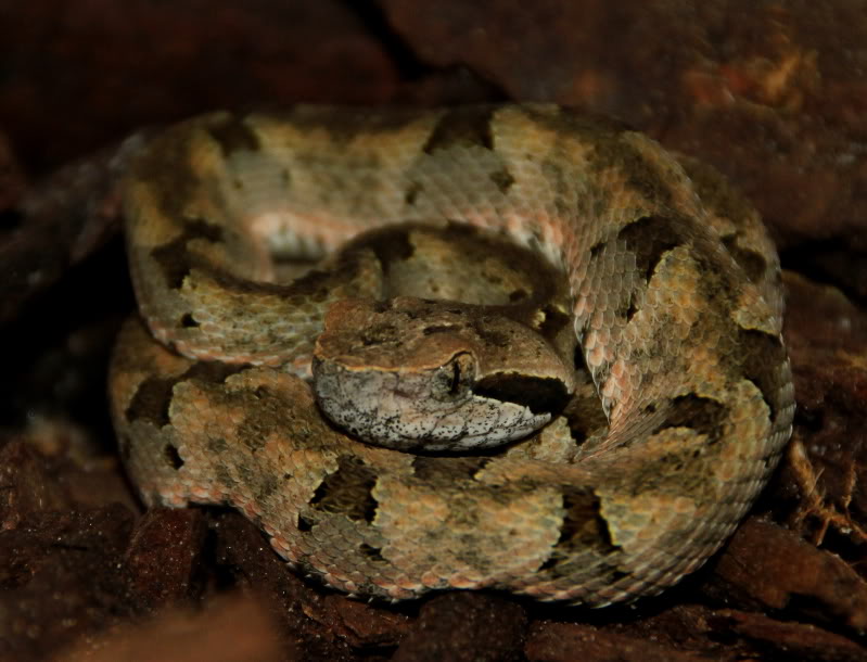 Bothrops venezuelensis IMG_5788