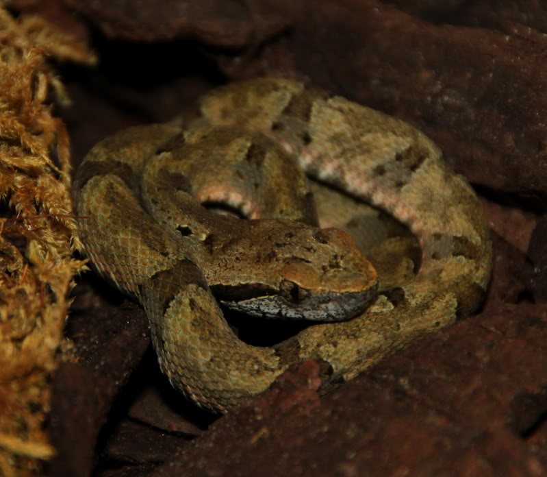 Bothrops venezuelensis IMG_5790