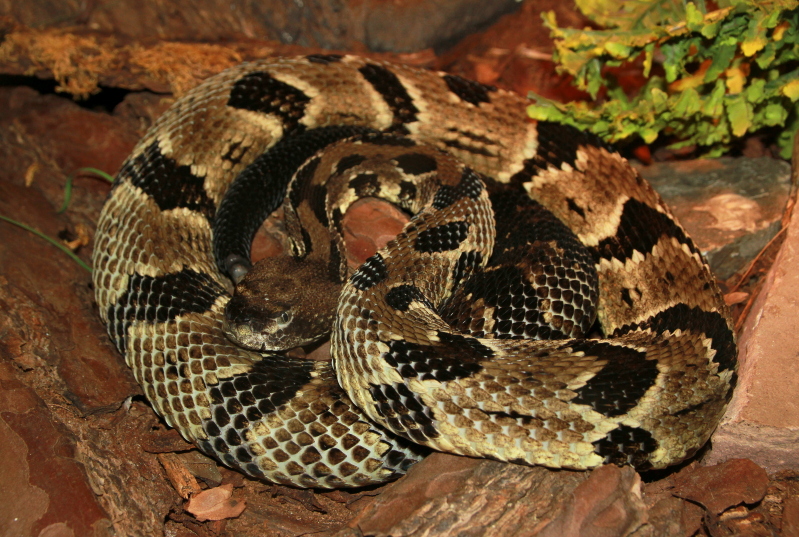 Crotalus horridus and Naja annulifera after feeding IMG_6546