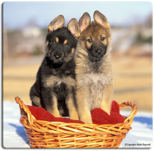 Moj kućni ljubimac..... German-Shepherd-puppies