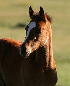 Horses................................ IMG_9426