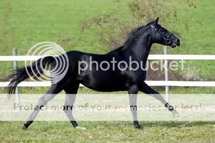 Willow Wood Horse Ranch 11902803