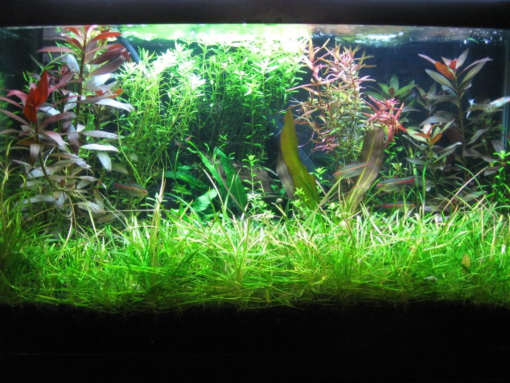 Newly planted 10g IMG_0032