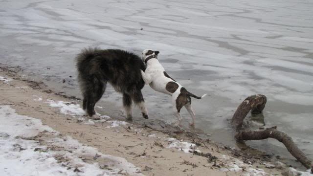 Akita en stafford op het strand IMG_1396