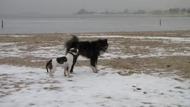 Akita en stafford op het strand IMG_1399