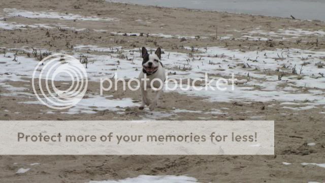 Akita en stafford op het strand IMG_1429