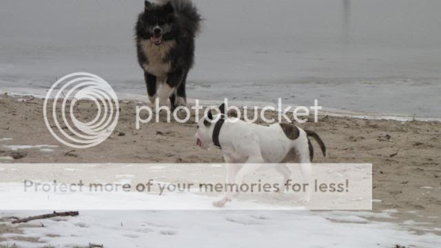 Akita en stafford op het strand IMG_1438