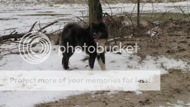 Akita en stafford op het strand IMG_1443