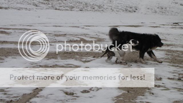 Akita en stafford op het strand IMG_1449