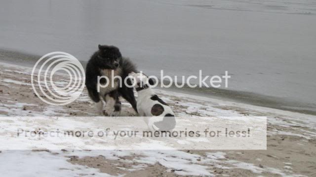 Akita en stafford op het strand IMG_1458