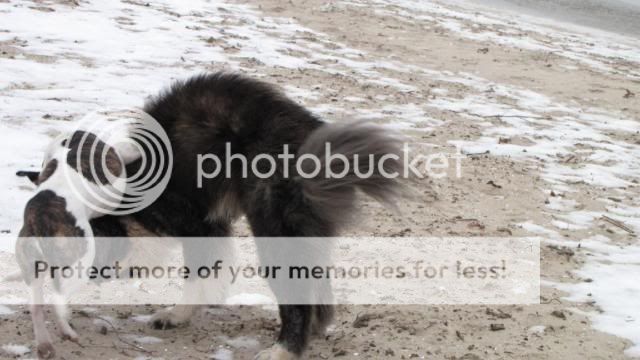 Akita en stafford op het strand IMG_1460