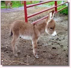 Baby Animals Thread - Page 2 Babydonkey