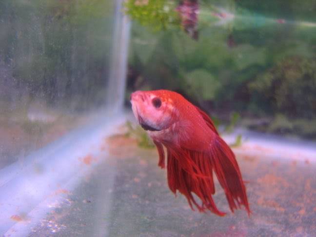 Breeding Betta Splendens 7fe6d598-1