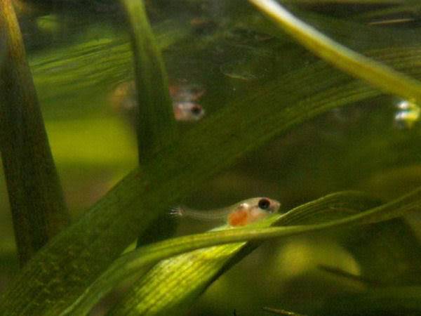 Breeding Betta Splendens C52f5a21-1