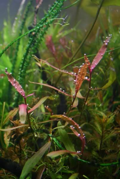 PERSICARIA SP. 'KAWAGOEANUM'  Bouquetstems80000011